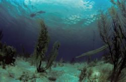 Nikonos V with Sea&Sea 12mm, Fernandez Bay, San Salvador,... by Derek Zelmer 